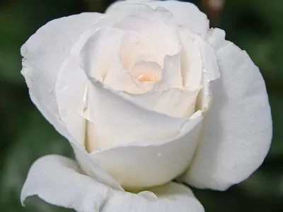 Margaret Merril rose