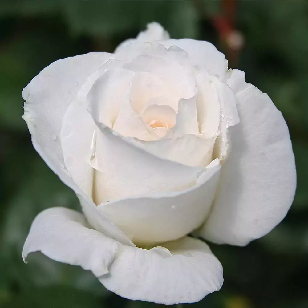 margaret merill rose