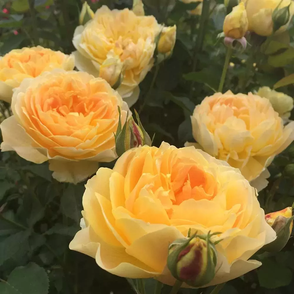 david austin garden rose