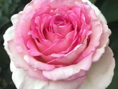 Pink Enchantment Rose