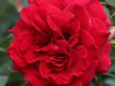 Velvet Fragrance rose