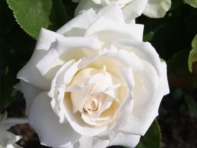 White Floorshow rose