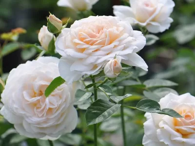 Cream Abundance rose