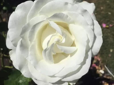 Crystalline rose