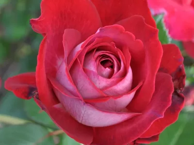 El Catala rose