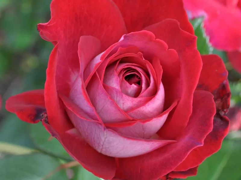 El Catala rose