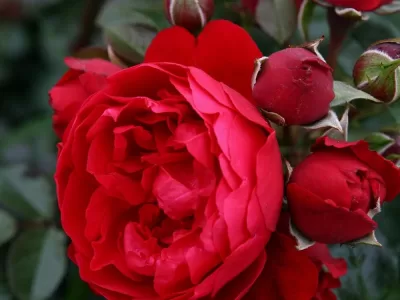 Florentina rose