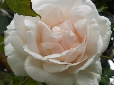 Mme Alfred Carriere rose