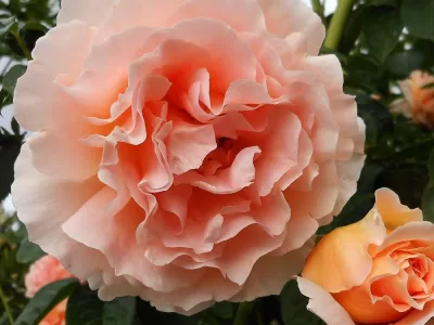 Polka rose