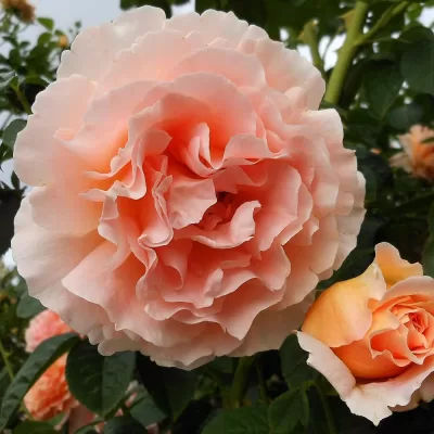 Best climbing roses enhancing garden beauty