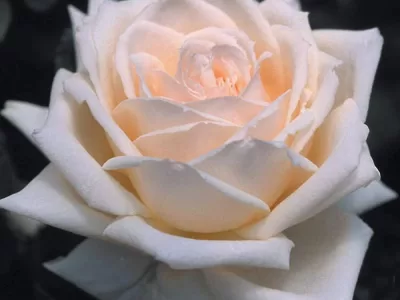 Prairie Star rose