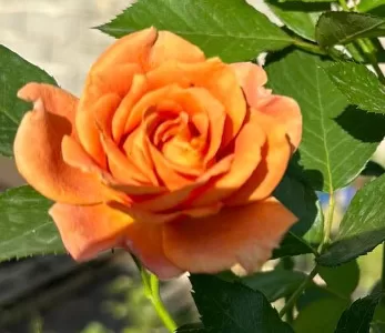 Pumpkin Patch rose
