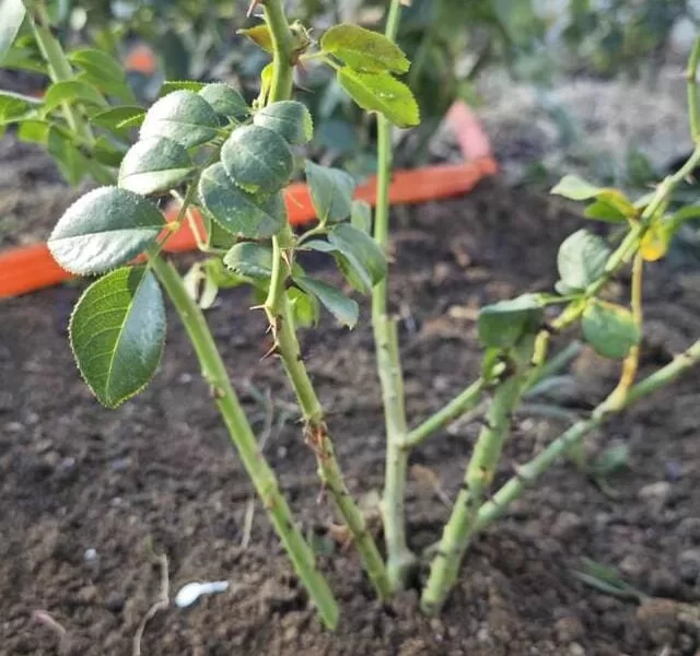 rose plants