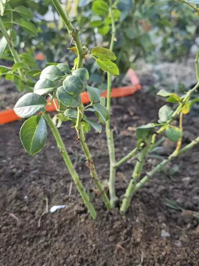 rose plants