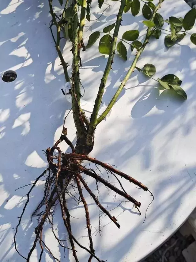 root of roses