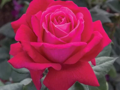 Sweet Spirit rose