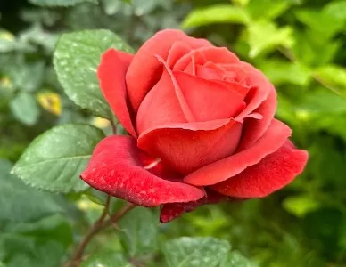 Terracotta rose