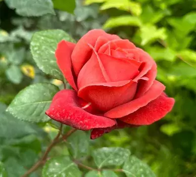 Terracotta rose