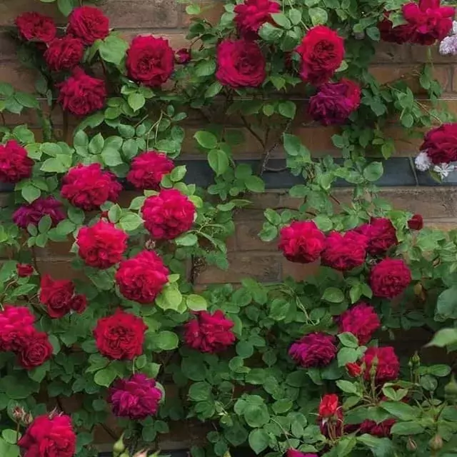 David Austin climbing rose