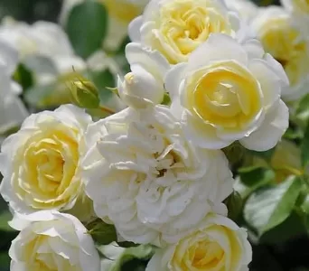 Vanilla Meidiland rose