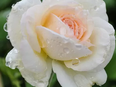 White Eden rose