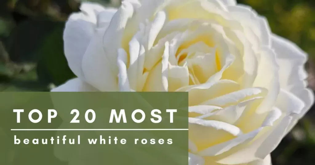 best white roses