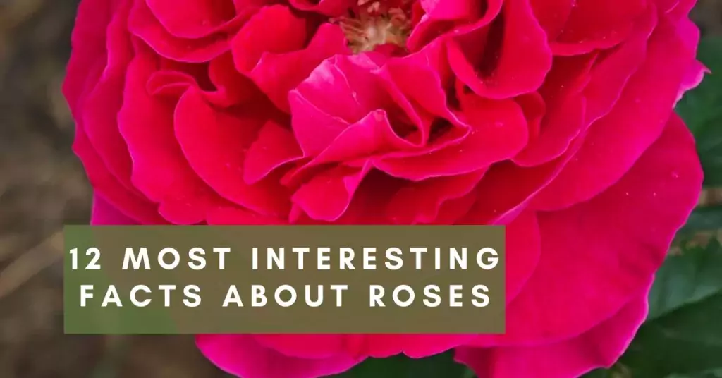 12 facts about roses