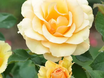 Anne Harkness rose