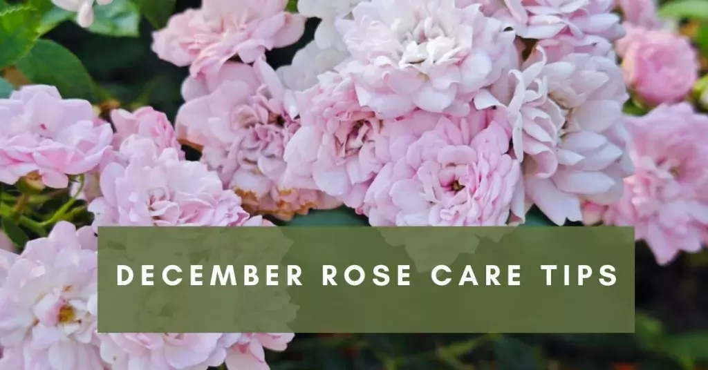 December Rose Care Tips