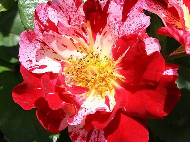 Fourth of July rose