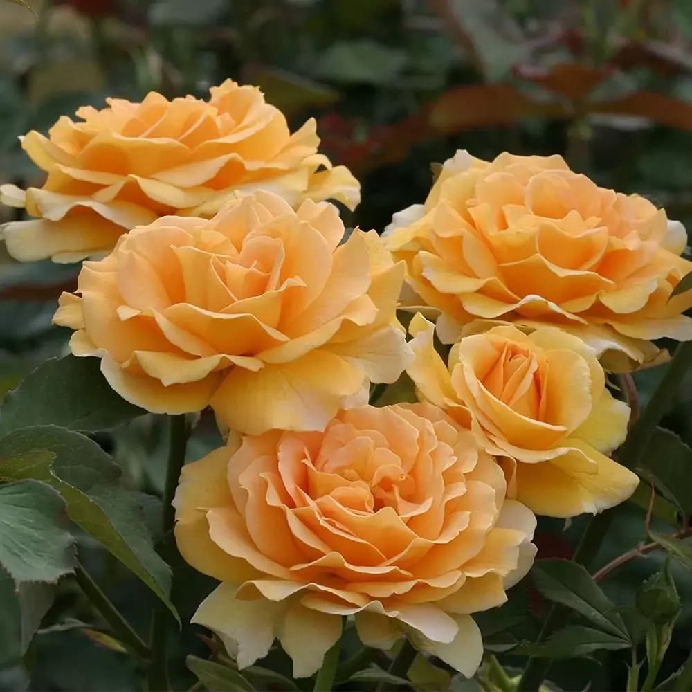 interesting facts about roses
