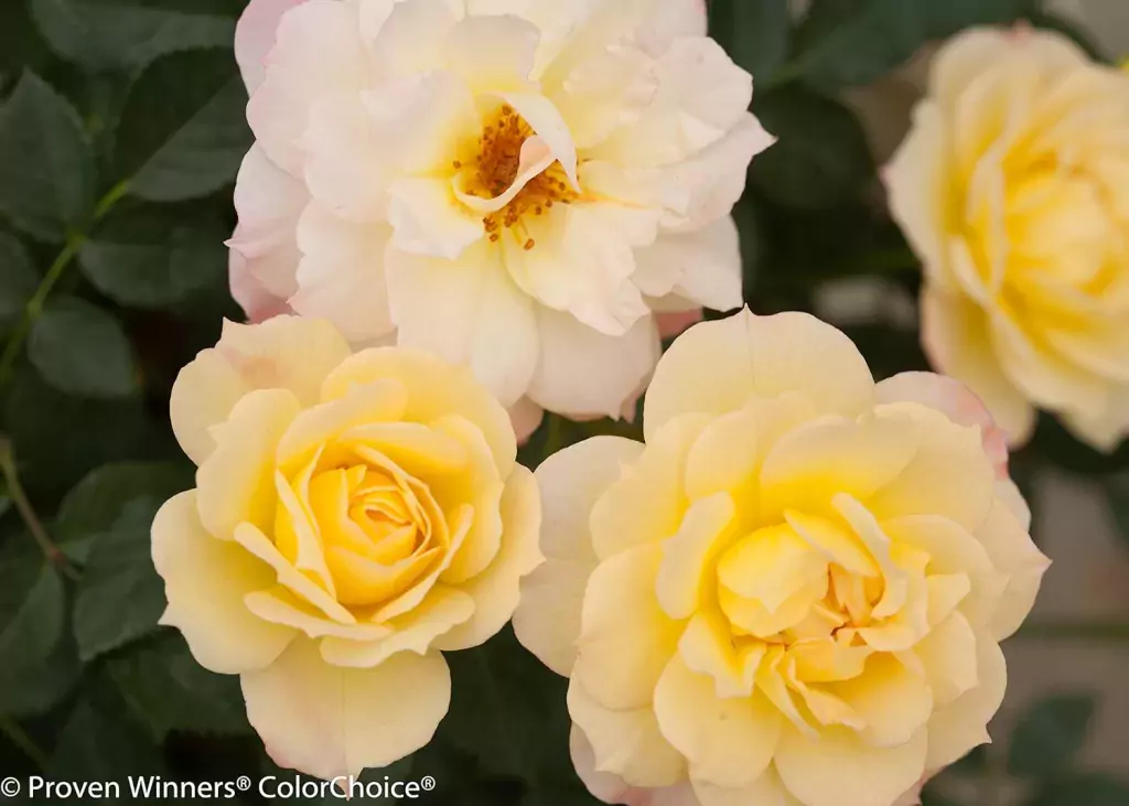 floribunda rose