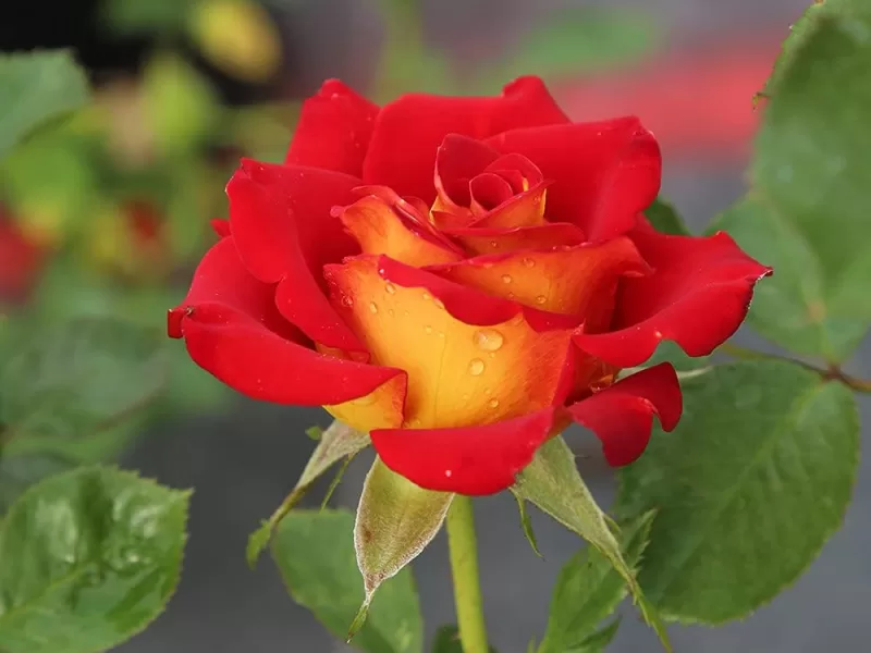 Ketchup & Mustard Rose