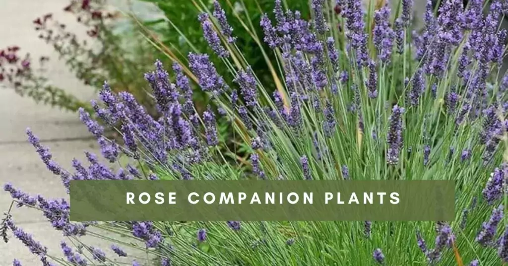 Rose Companion Plants