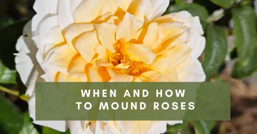 When and How to Mound Roses