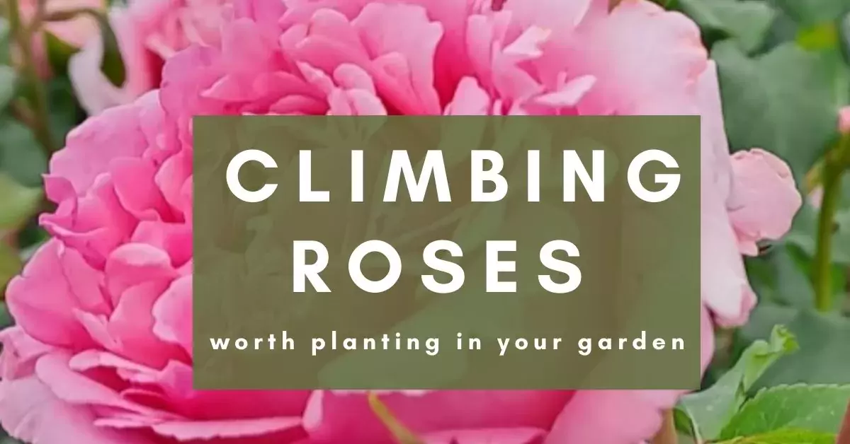 best climbing roses variety