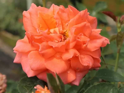 Bright Fire rose
