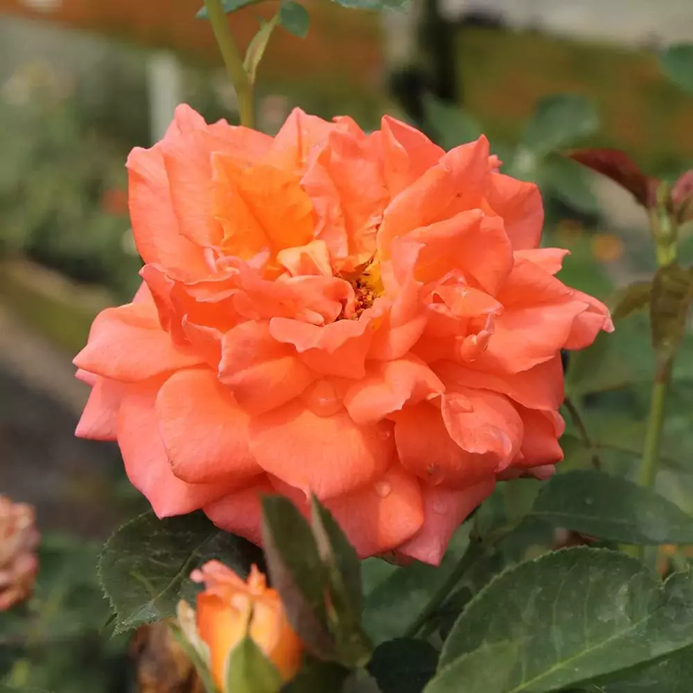 Bright Fire rose