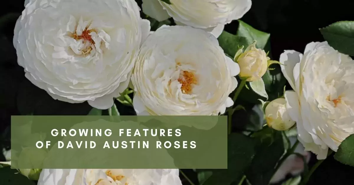 david austin roses