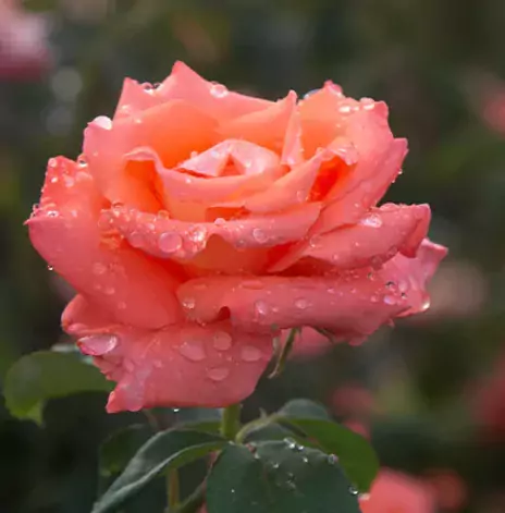 Folklore rose