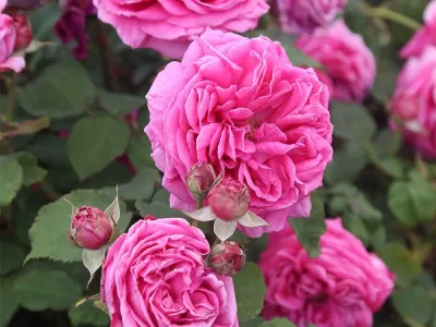 The Mme Dubost rose