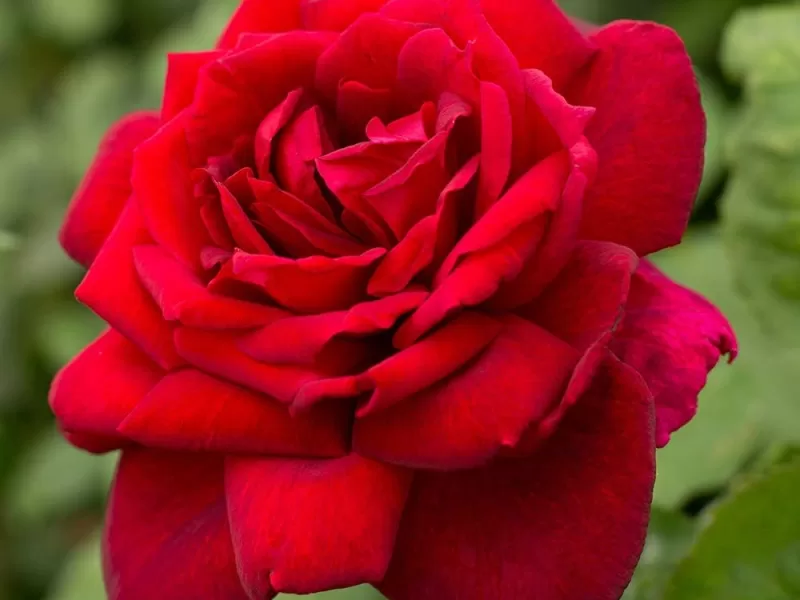 Oklahoma rose