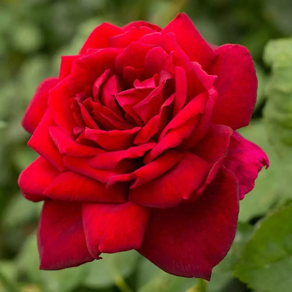 red roses, rose interesting facts