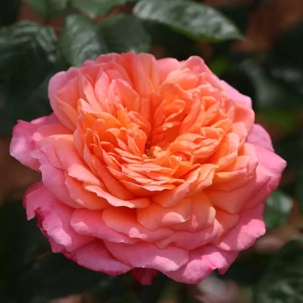 Portlandia rose