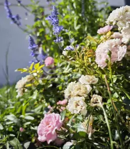 roses with another plants