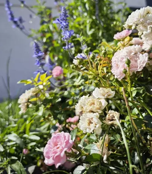 roses with another plants Planting roses in a garden bed with vibrant blooms.