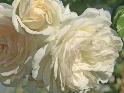 Wedding Garland Rose