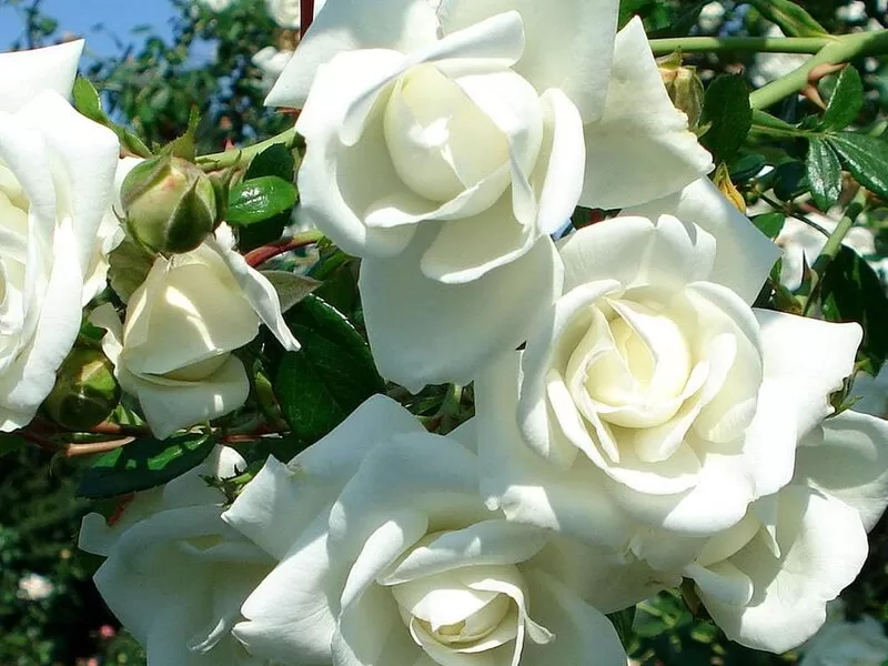 White Dawn rose