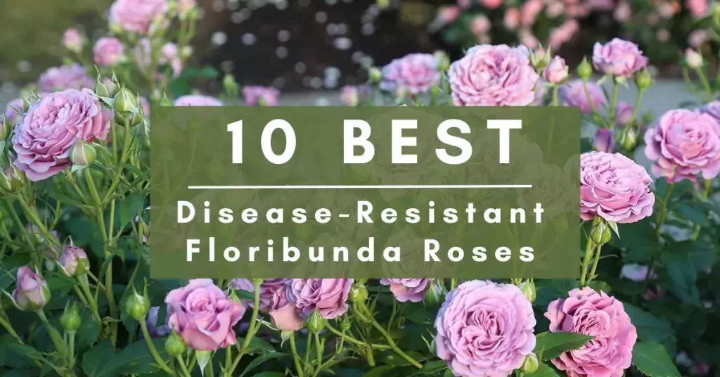 10 Disease-Resistant Floribunda