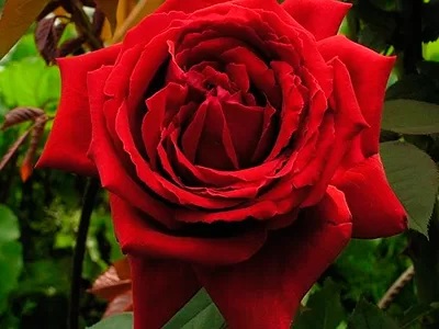 Botero rose